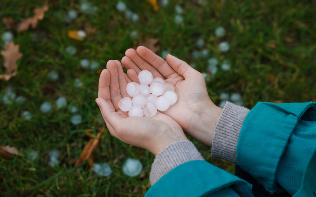 A person in a teal jacket holds several large hailstones in their cupped hands, with more hailstones scattered on green grass in the background—a clear sign of potential hail damage and roof warning signs to watch for after a storm.