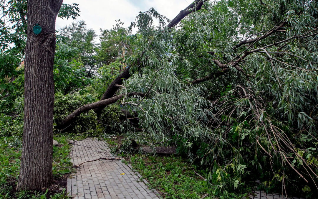 Stop Hidden Tree Damage Before It Threatens Your beautiful Home